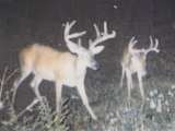 Trophy Whitetail Buck at Night