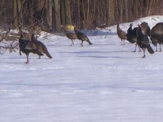 Large Group of Turkeys in Snow