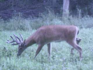 Whitetail Deer Feeding in Food Plot