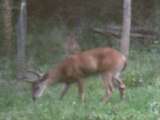 Whitetail Buck in the Rut