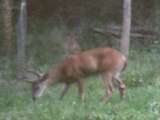 Whitetail Buck in the Rut