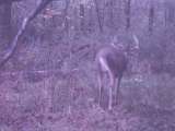 Whitetail Buck Facing Away