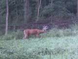 Nice Whitetail Buck at Edge of Food Plot