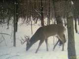 Trophy Whitetail Buck near Feeder