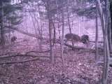 Sparring Whitetail Bucks