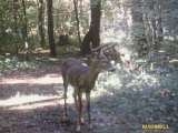 Ruttin Whitetail Buck