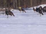 Large Group of Turkeys in Snow